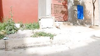 Cute and hungry pregnant calico cat.