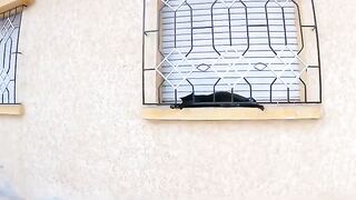 Bagira pregnant cat is lying at the window because she is overloaded.