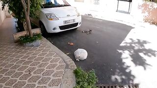 The white spayed cat is very cute and hungry.