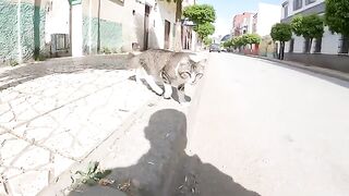 A cute hungry cat with pretty eyes and a fluffy tail.