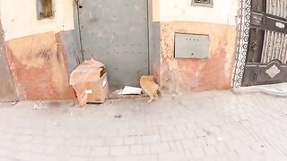 The cute ginger cat doesn't want to wait long for food.