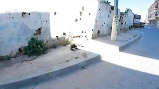 The pregnant cat who lives on the street is cute and she asks us to pet her.