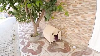 The mother cat started to trust us after we gave her a wooden house and fed her every day.
