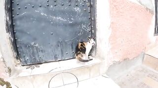 Adolfina the cat has been abandoned again|| Kittens need eye treatment.