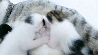 It seems that the milk in this breast is so sweet that it has been a long fight over it.