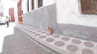 Stray cat tells me follow me if you really want to give me love.