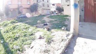 Tired stray cats want love while lying down.