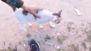 The jealous cat attacked the cat that had no claw.