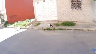 The cat without a tail wants love because it came late to me.