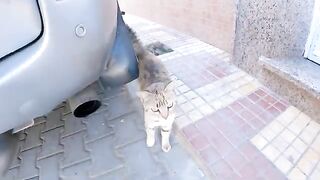 The tabby cat lounging alone on the street is very cute.