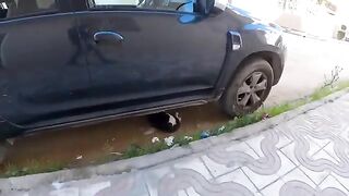My God, what a wonderful stray cat with such amazing eyes.