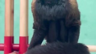 This Bearded Monkey Isn't a Grandpa, But an Endangered Species!