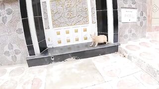 A stray pregnant ginger cat doesn't follow me for food but for lots of love.