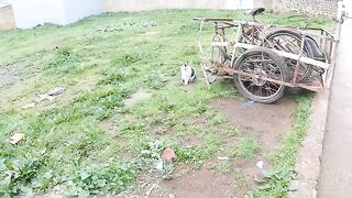 Calico cat and her cute friends are waiting for us every day for food.