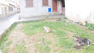 The shy, stray cat was looking for food because he was hungry.