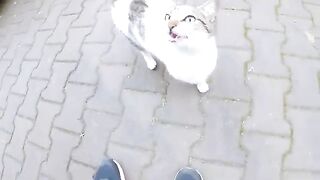 A very talkative and friendly stray cat.