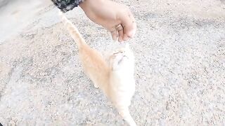 A friendly cat that moves between me and my wife in order to get love from both of us.