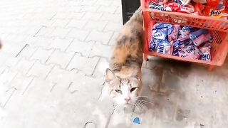 Affectionate cat wants to console her because she lost her black kittens.