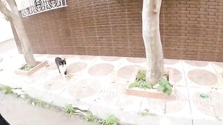 Stray cats with cute faces, one hitting my wife with his paw.
