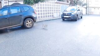 The cute tabby cat who stood in the middle of the road asked us to approach him.