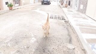 A stray cat shows me that her wooden house I brought her has been stolen from her