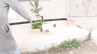 Adorable Stray Cats are Waiting their Turn to get a Massage.