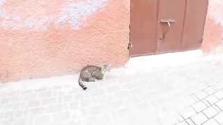 A sweet cat came to us asking for love and food.