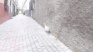 The white cat who is eating some dry bread is very hungry.