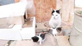 The kittens run riot around their mother inside and outside her wooden house.