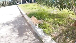 The stray ginger cat slapped the cute male cat who approached me.