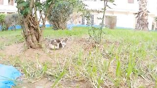 A cute and beautiful calico cat, but her cat was shy.