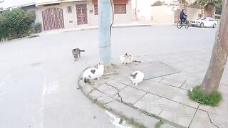 Stray cats huddled around little food are very hungry.