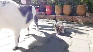 The kittens did not let their mother eat because she stole her food every time.
