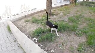The cute cat looked strangely at the cute lady who picked him up.