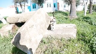 The stray calico cat that lives in the garden is a adorable and cute cat.