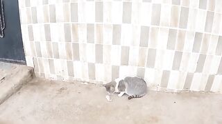The cute cat thought we were going to steal leftover chicken from him.