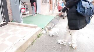 The cute cat who was waiting for the butcher to give him meat was very hungry.