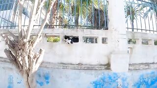 The pretty cats that hide from me behind the concrete fence are hungry.