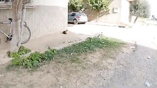 A cute cat with a meow tells me she wants food.
