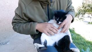 The cat sat comfortably on my lap and I touched the kittens on her tummy.