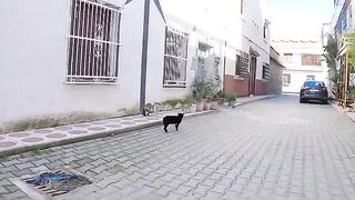 The stray cat wanted to fight my wife after I broke up his fight with the other cat.