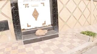 The stray cat is watching my wife because he knows she will give him food.