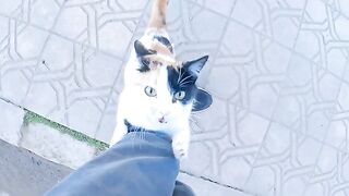 A cute cat hugs my feet for love and food.