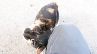 A cat with a big nose is rotat around itself to ask me to pet it.