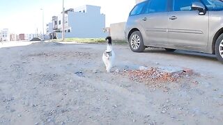 An incredibly cute short stray cat with bushy hair.