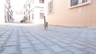 Two cats with cute faces standing on two legs in order to get food.