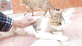 A cat lies on the floor in order to get some petting.