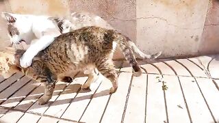 When the kittens' tummies are full, the fun begins.