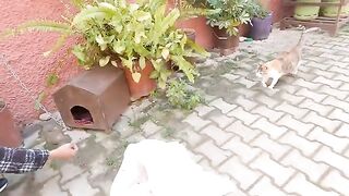 Because it's cold, I brought blankets for the street cat's houses.
