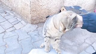 The tabby cat puts his adorable paws on my knees for love.